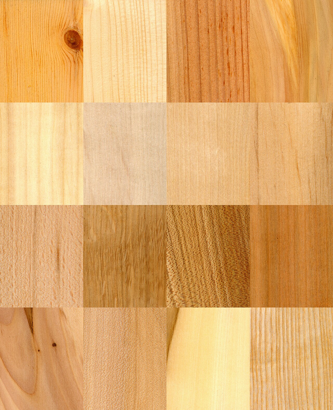 Campioni fotografici di diverse essenze di legno
